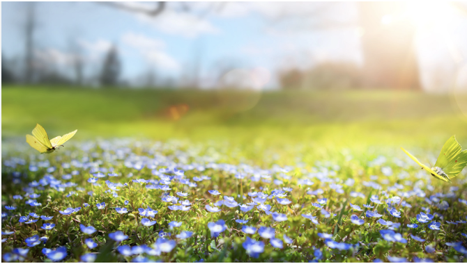 Spring Cleaning Guide